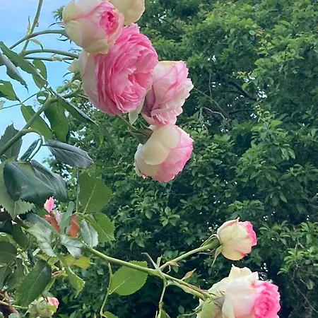 La Villa des Roses Gîte Chambres d'hôtes Piscine chauffée Alojamento de Acomodação e Pequeno-almoço 4*